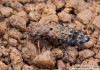 drabčík (Brouci), Ontholestes murinus, Staphylinidae (Coleoptera)